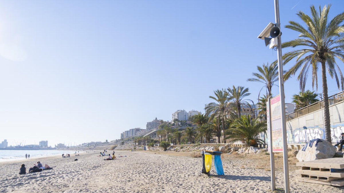 Un dels nous altaveus a la platja del Miracle, ahir al matí.