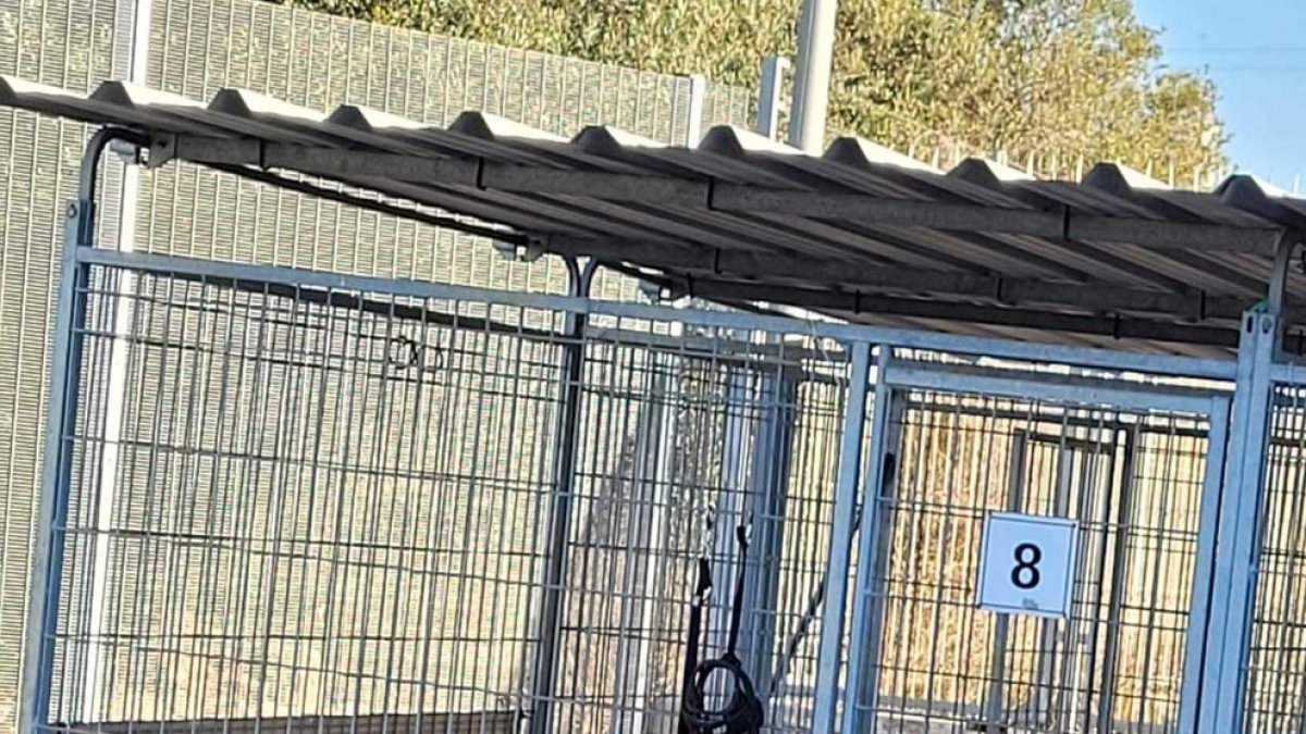 Imagen del perro maltratado en la perrera municipal de Tarragona.