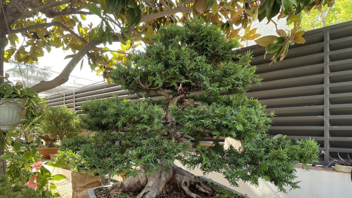 Imatge d'un bonsai a Tarragona.