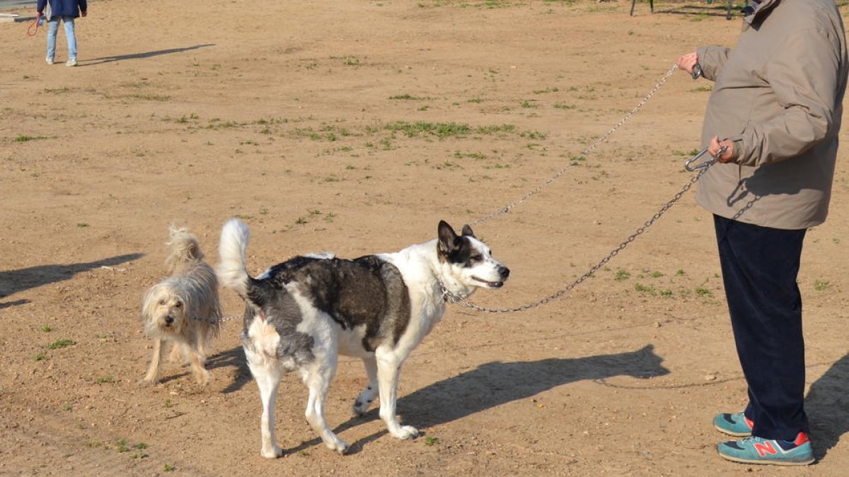 Imagen de archivo de una zona de esparcimiento|recreo de perros en Reus.