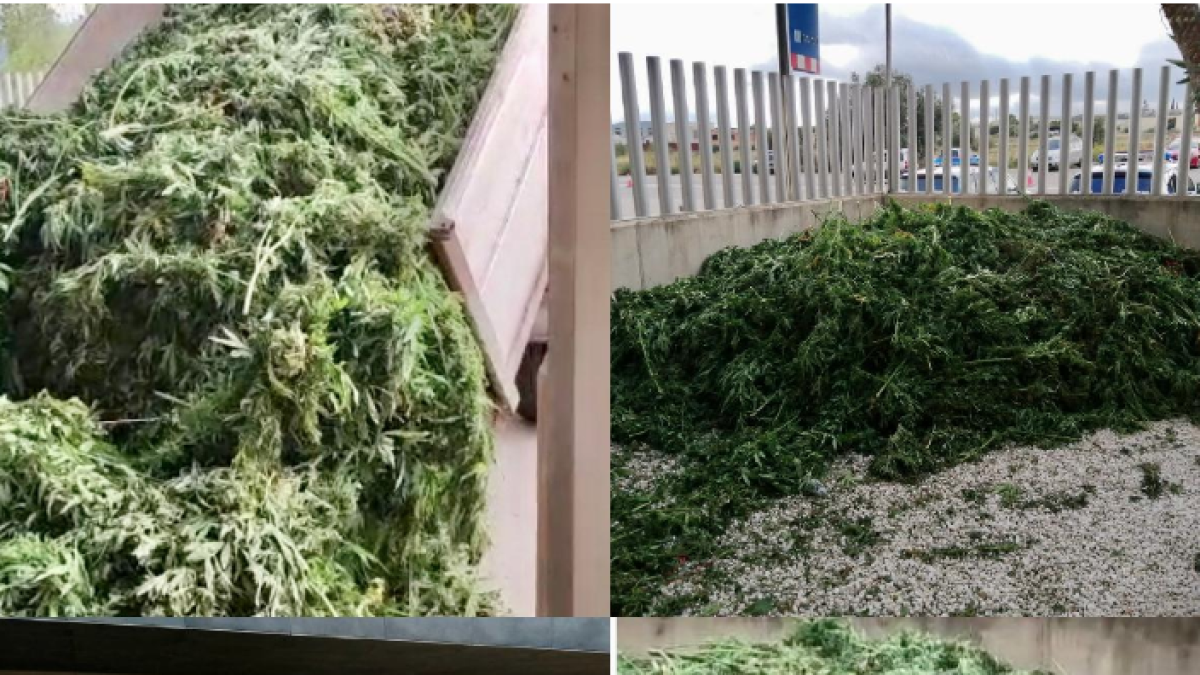 Imatge de marihuana descarregada a la porta de la comissaria de la Ràpita.