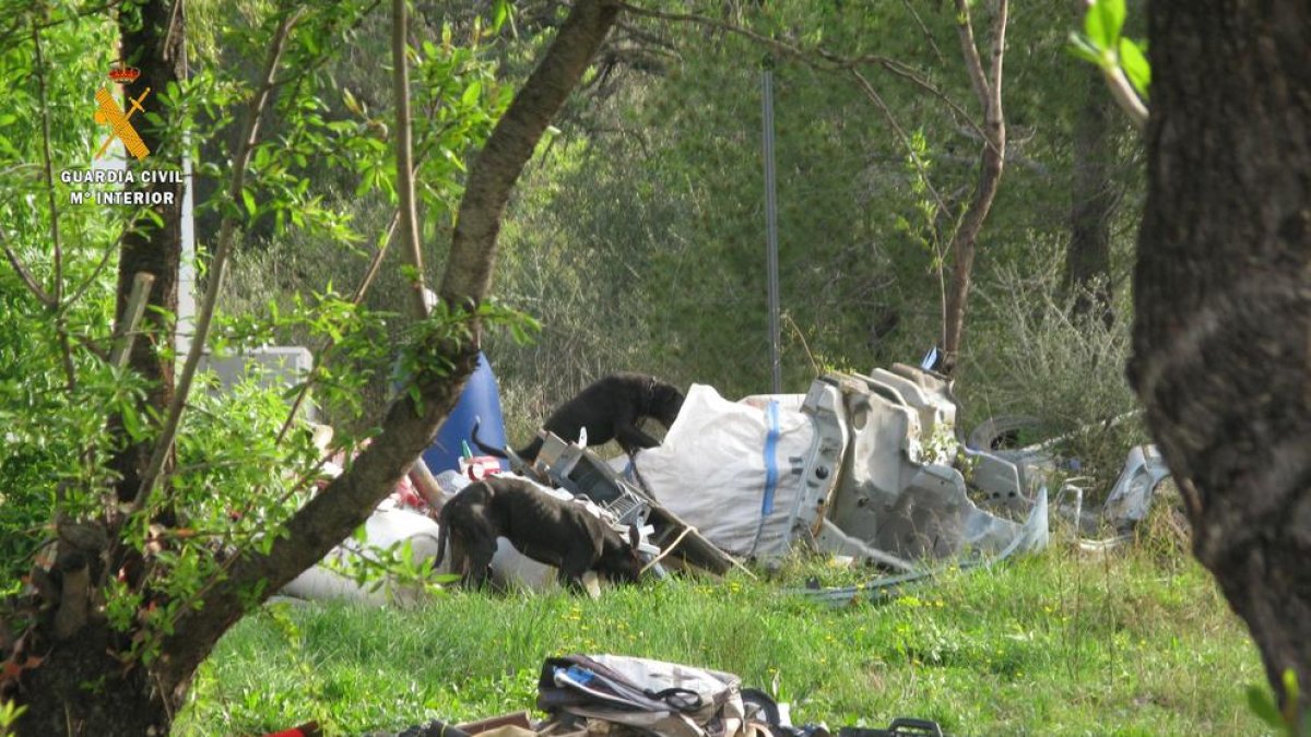Perros en un entorno deplorable, en una finca en Alcover (Alt Camp) donde interviene el Seprona.