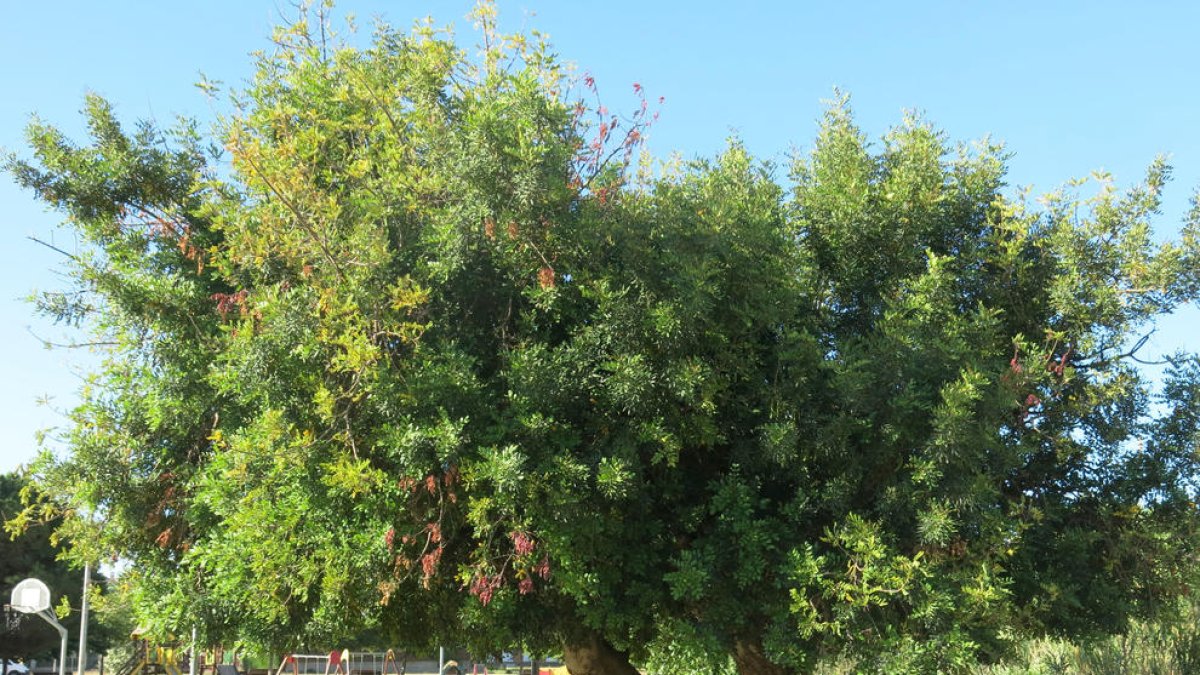 Imatge d'un garrofer en un espai verd de Cambrils.