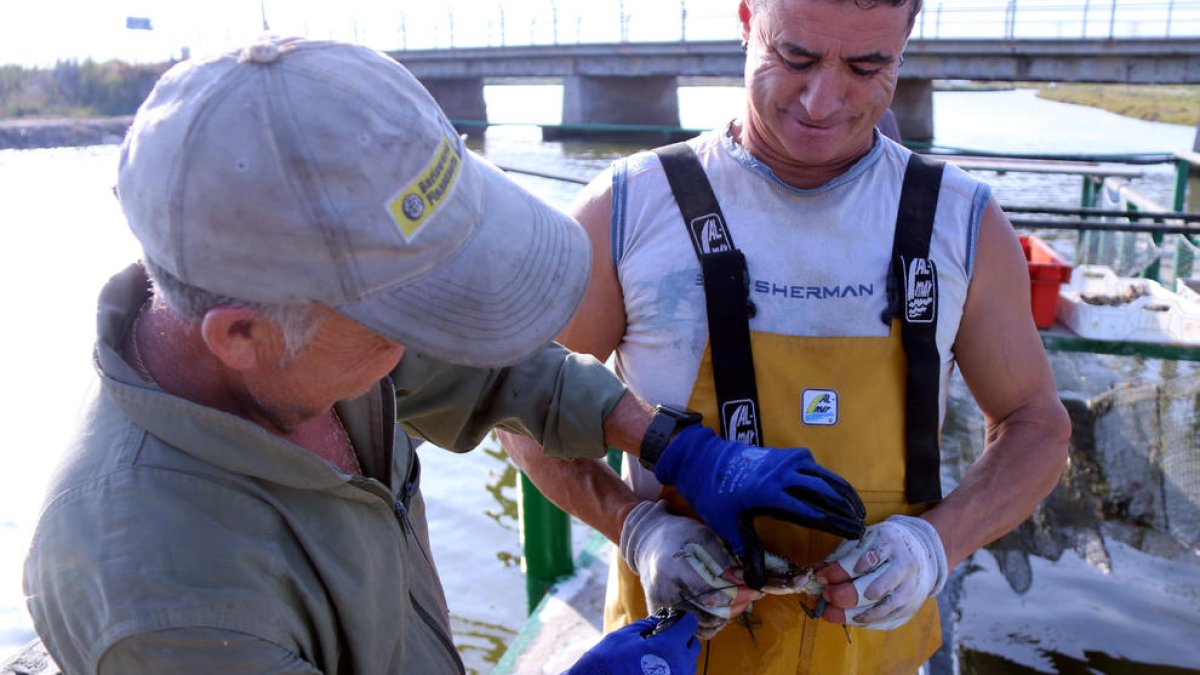 Dos pescadores inmovilizan un ejemplar de cangrejo azul capturado en la pantena de la lata de la Encanyissada.