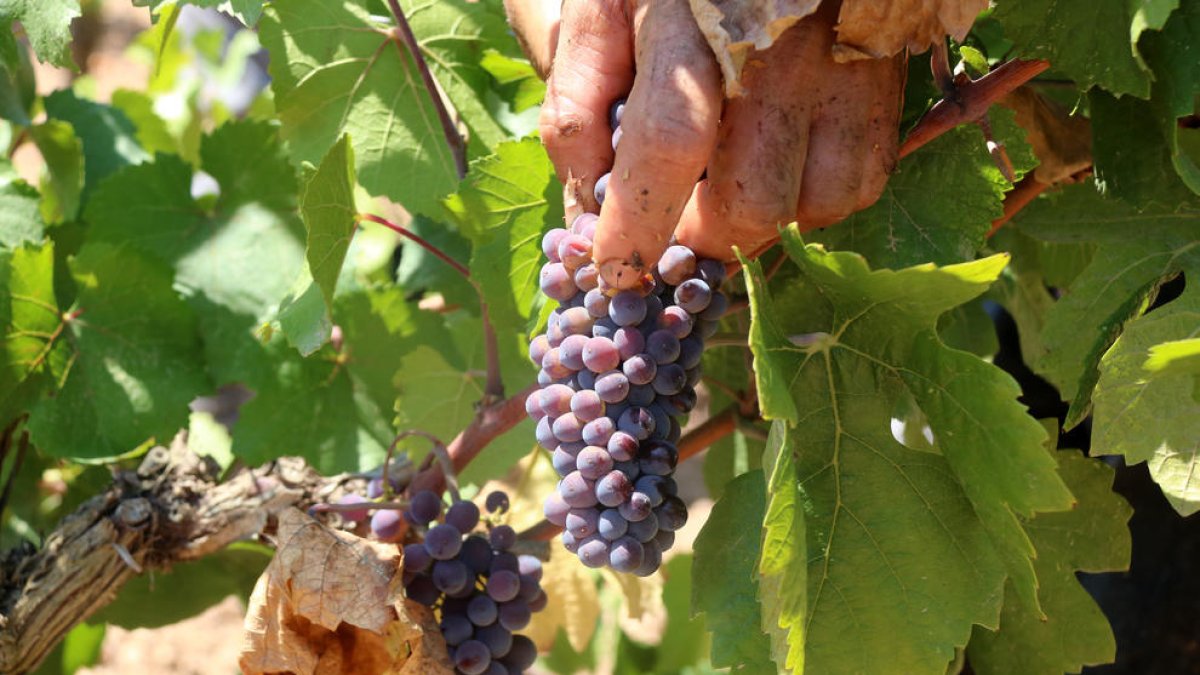 Raïm de la varietat Pinot Noir durant la verema de la DO Penedès d'aquest any.