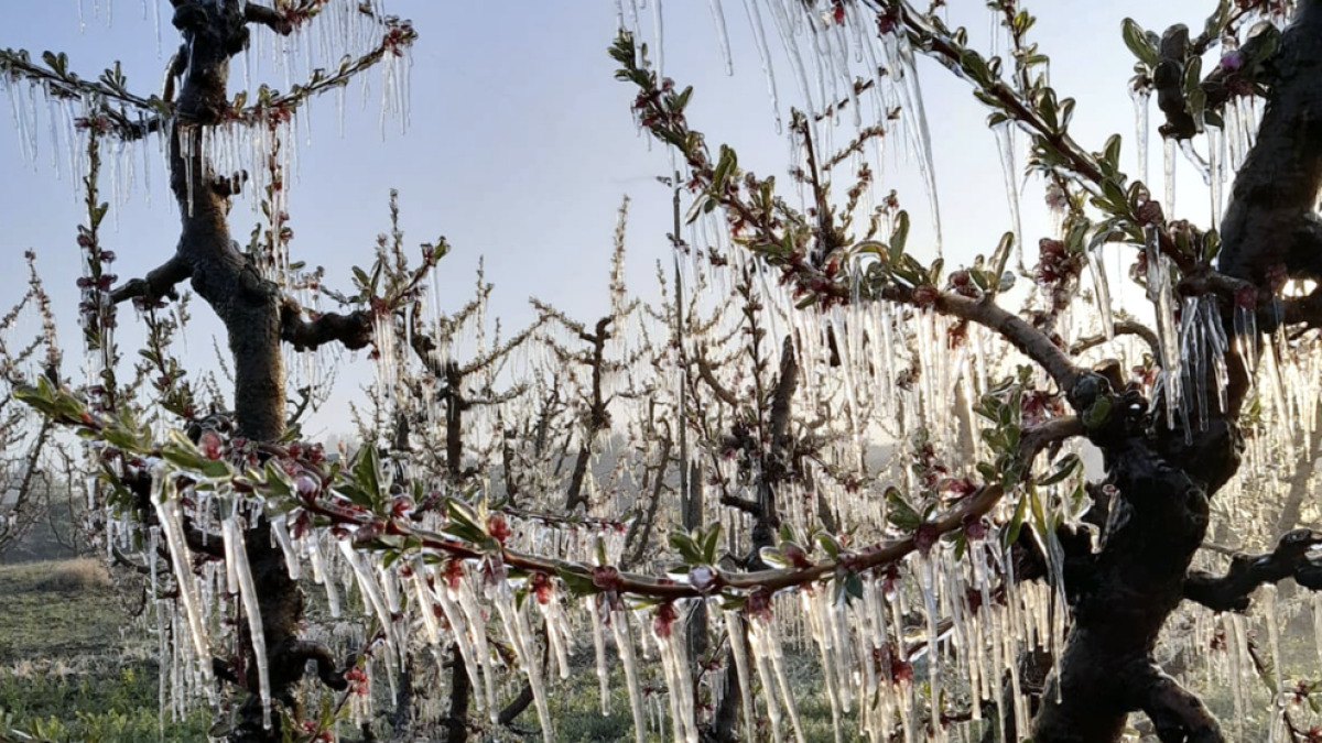 Fruiters dels Segrià amb les flors cobertes de gel.