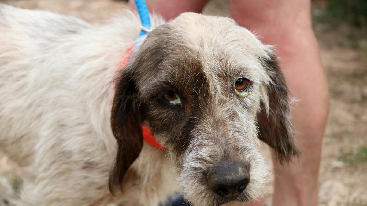 Un perro rescatado de una finca de Banyeres del Penedès con una infección los ojos.