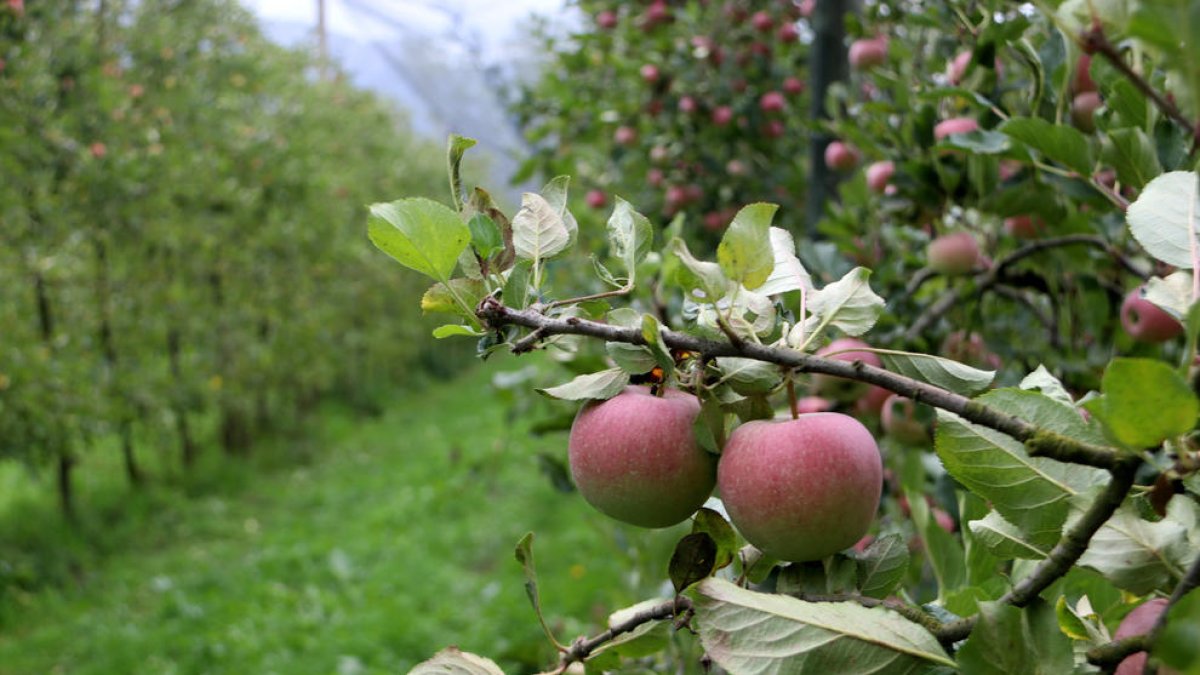 Imagen de archivo de un árbol lleno de manzanas.
