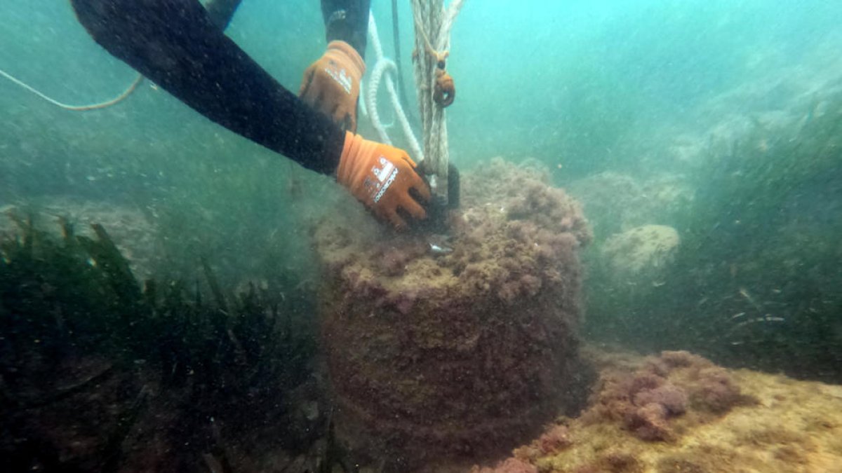 Un submarinista engancha un bloque de hormigón cercano a una pradera de posidonia del fondo marino.