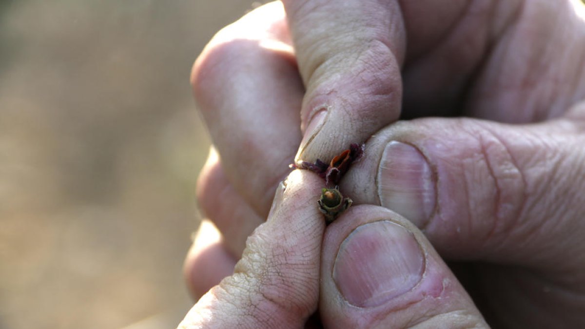 Ramon Comes, pagès de Corbins, mostra els danys de la gelada en una finca de préssecs.