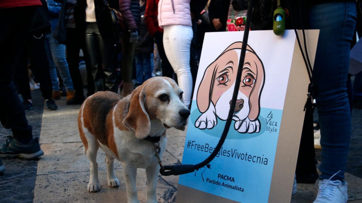 Un gos quiet a la plaça Sant Jaume al costat d'un cartell en contra de l'experiment de la UB amb Vivotecnia.