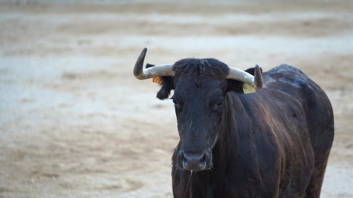 Un bou a les Terres de l'Ebre.