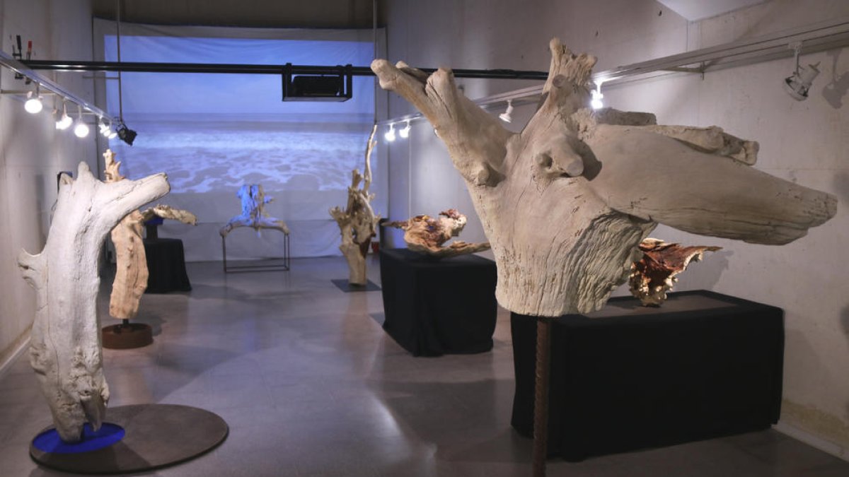 Vista general de l'exposició 'Troncs de mar' al museu de l'Ebre de Tortosa, amb la peça 