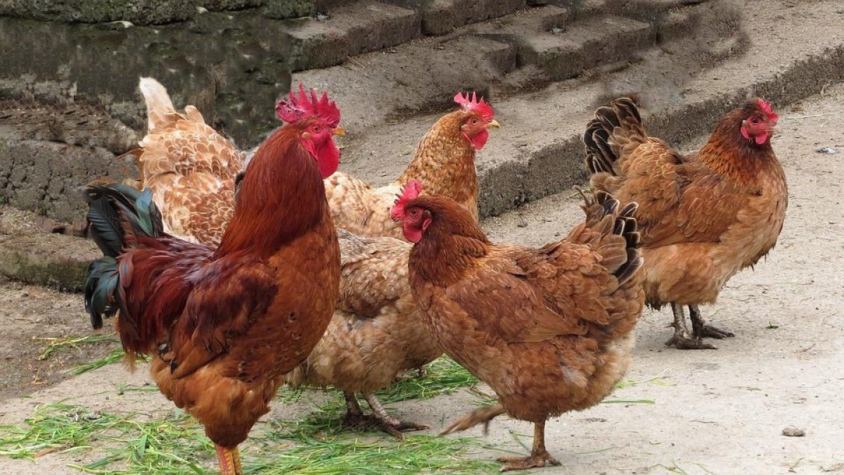 Los animales afectados sueño gallinas y gallos de indio.