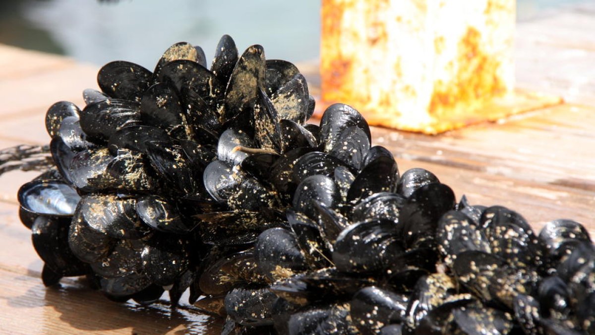 Mejillones sacados para comercializar de las muscleras del Delta.