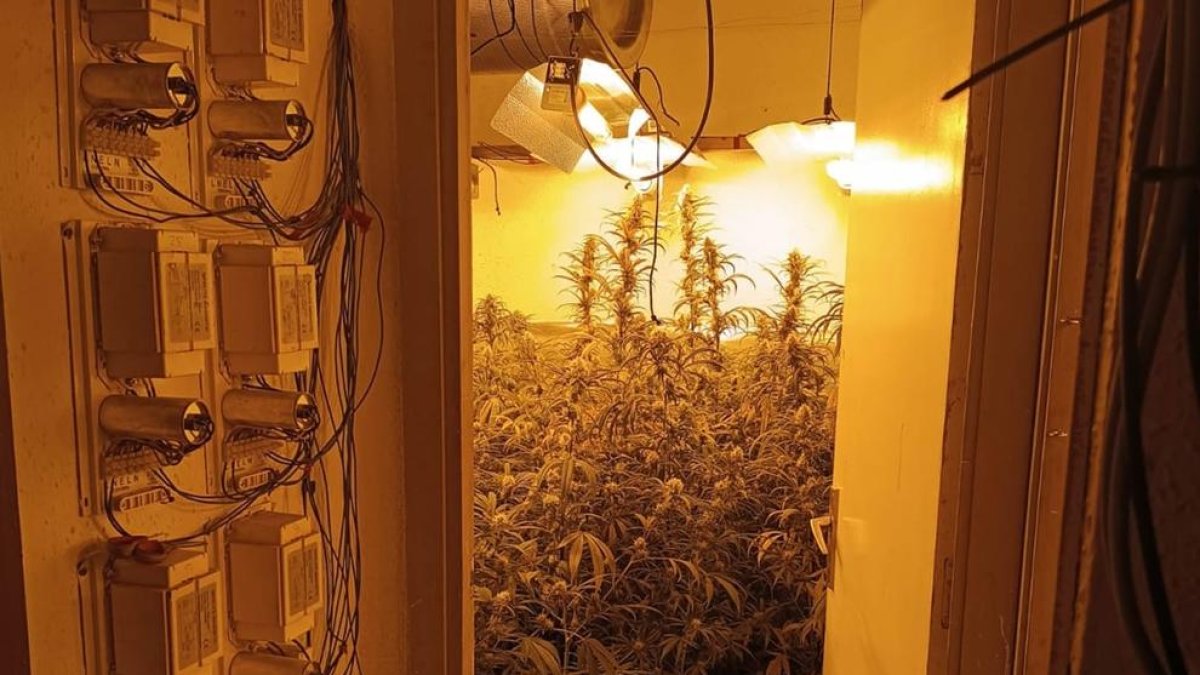 Imatge de les 230 plantes de marihuana que han estatcomissades a Reus.