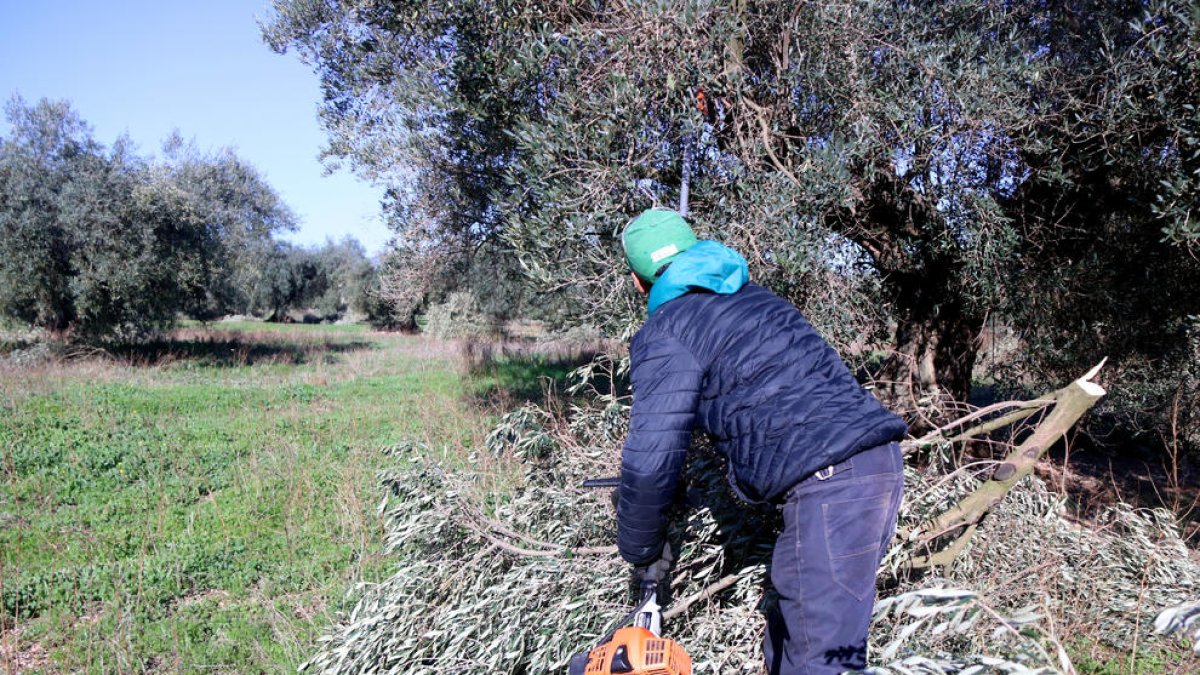 Un trabajador cortando ramas de olivos en una finca de San Rafael del Río.