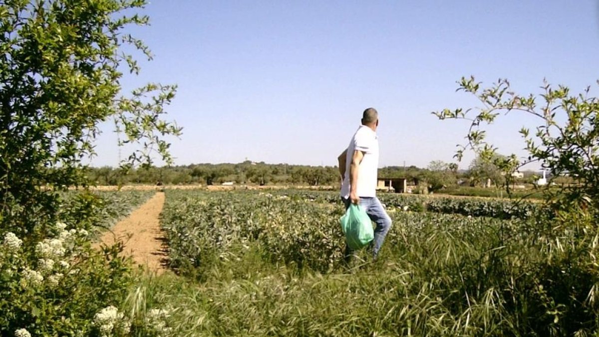 Imatge dels furts en finques agrícoles de Torredembarra.