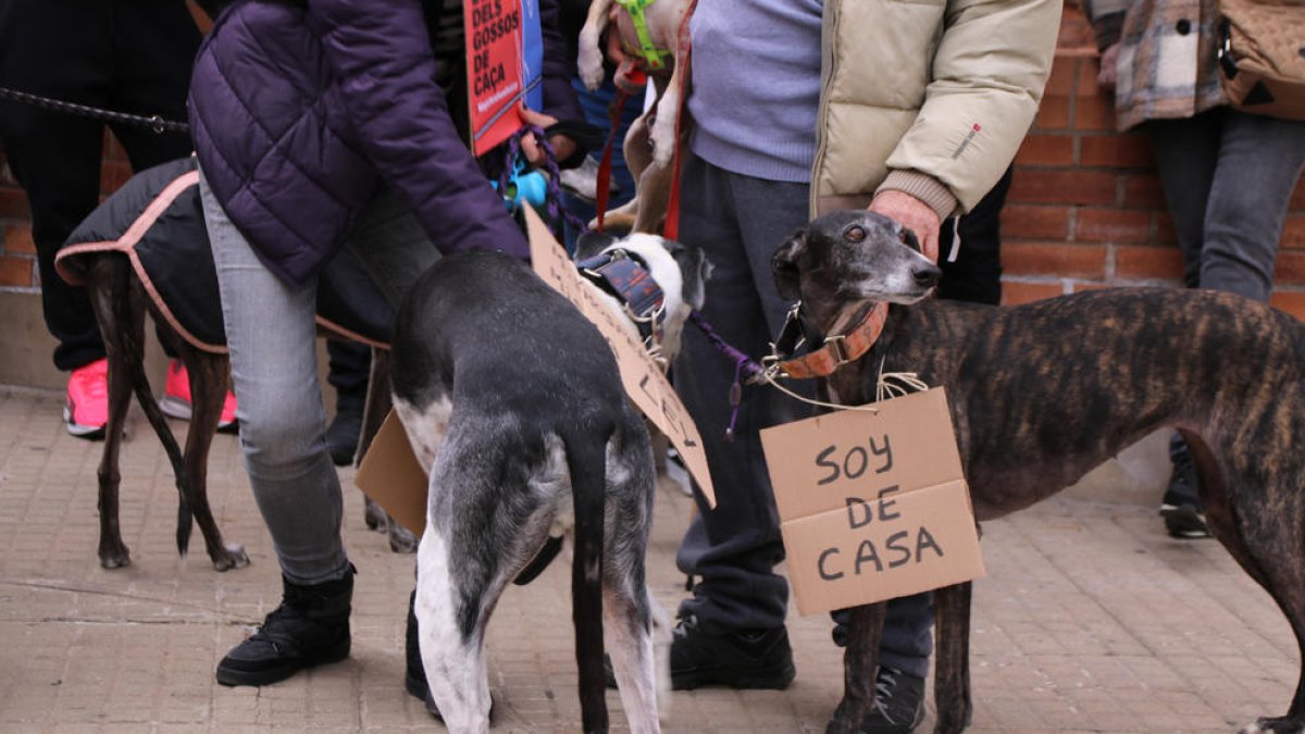 Un galgo amb un cartell on es llegeix 'soc de casa'.