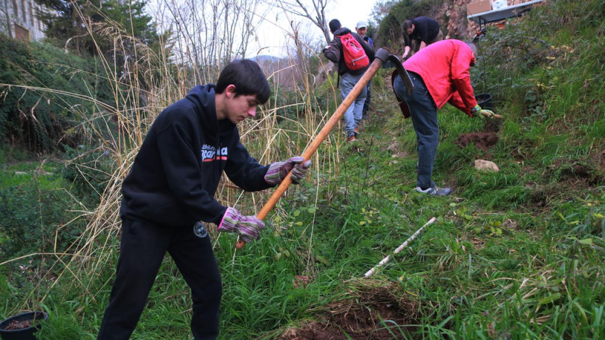 Un jove participa a la reforestació del riu Glorieta, a Alcover.