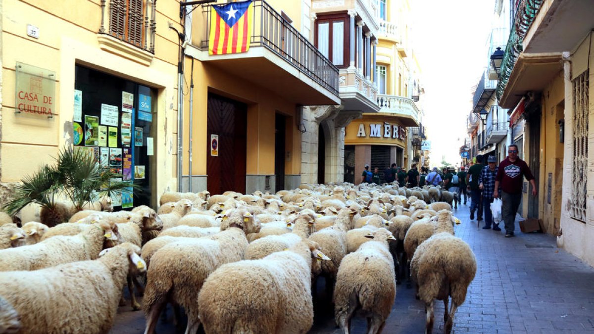 Las ovejas del pastor Salvador López traspasando el municipio de L'Arboç.