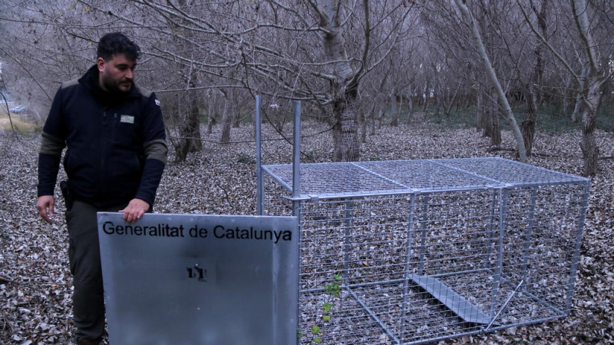 Un agente de caza muestra la jaula instalada en los Ullals de Baltasar.