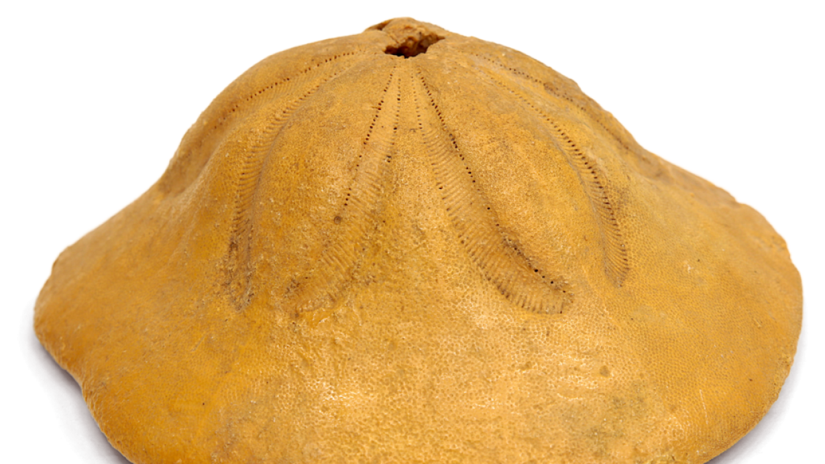 Es tracta d'un fòssil d'eriçó de mar de més de 10 milions d'anys trobat al Camp de Tarragona .
