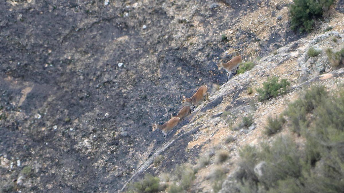 Tres exemplars de cabra salvatge, al seu pas pel Parc Natural del Montsant