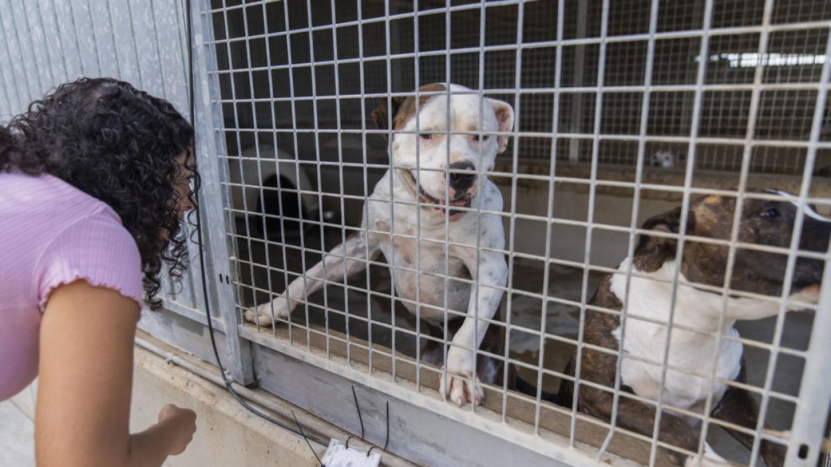 Imatge d'arxiu de gossos en una de les gàbies que hi ha a la Protectora d'Animals de Tarragona.