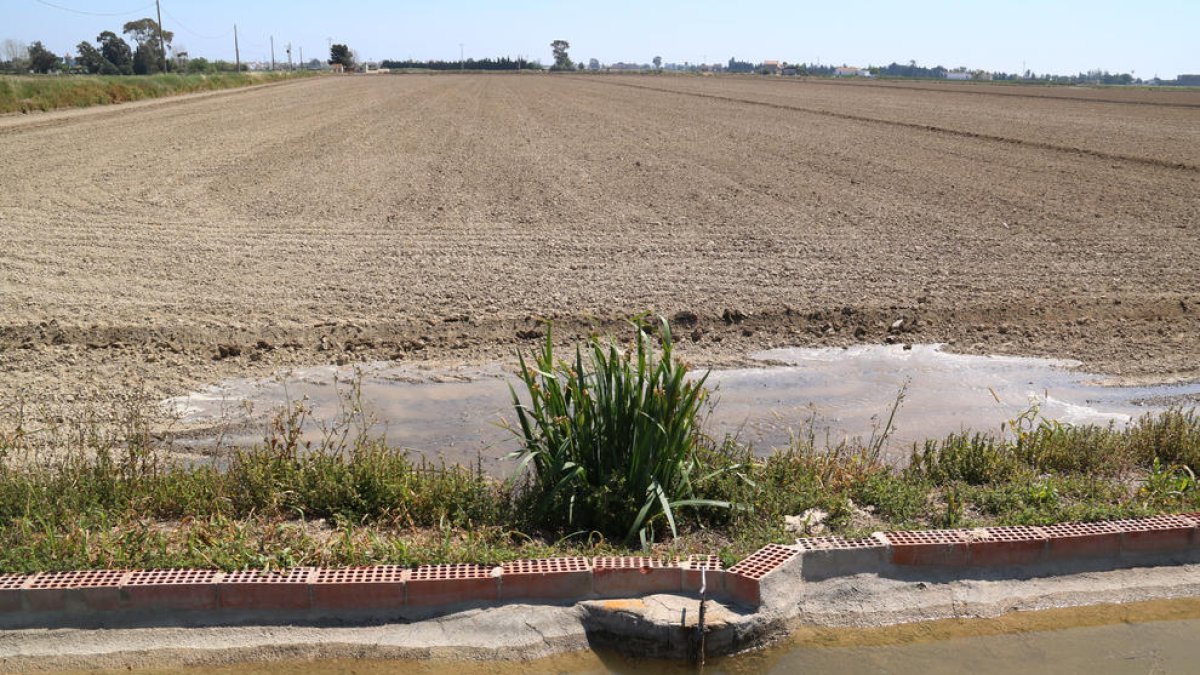 El agua entra desde la acequia de riego a un arrozal en Sant Jaume d'Enveja.