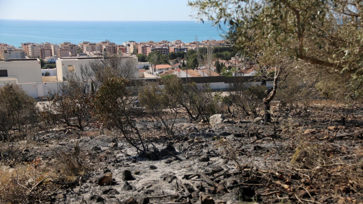 Zona de bosc cremada a Calafell molt a prop de les cases.