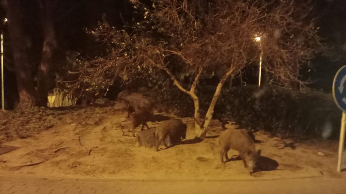 Imatge d'un grup de porcs senglars a Cambrils.