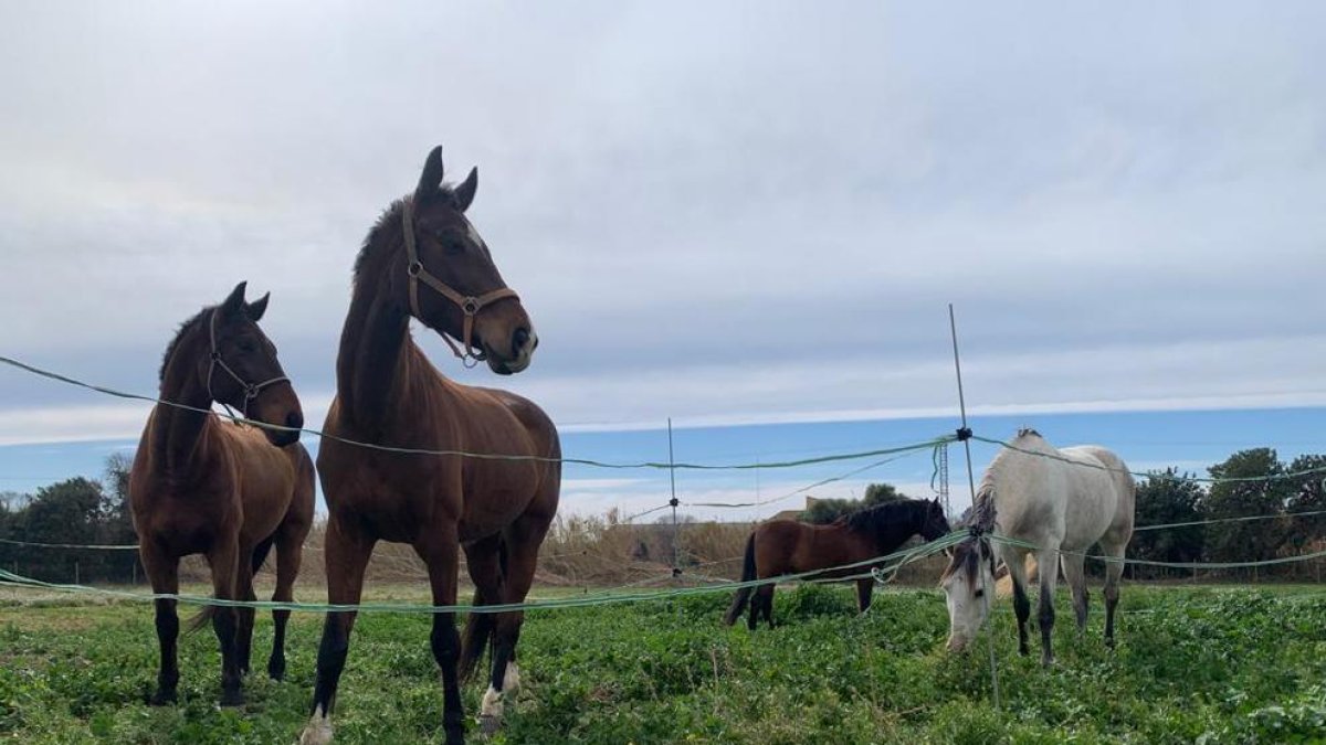 La família Sisniega té quatre cavalls a la finca, dos dels quals estaran a disposició dels alumnes.