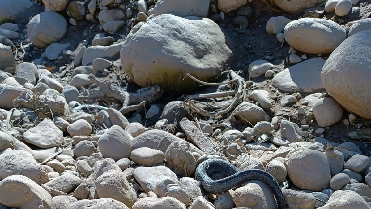 Fotografia de diumenge passat amb tres anguiles mortes al gran toll del Riu Francolí