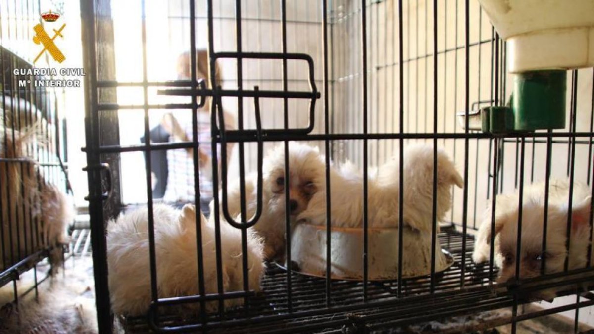 Imatge dels gossos a les gàbies de conills.
