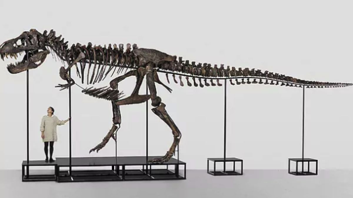 'Trinity', el tiranosaure rex que ha estat subhastat.KOLLER AUCTION HOUSE