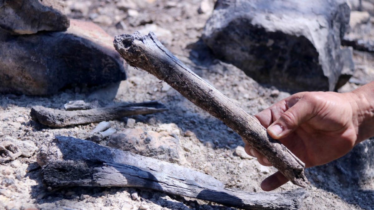 Ossos humans de soldats de la batalla de l'Ebre a la zona cremada per l'incendi de Corbera d'Ebre.