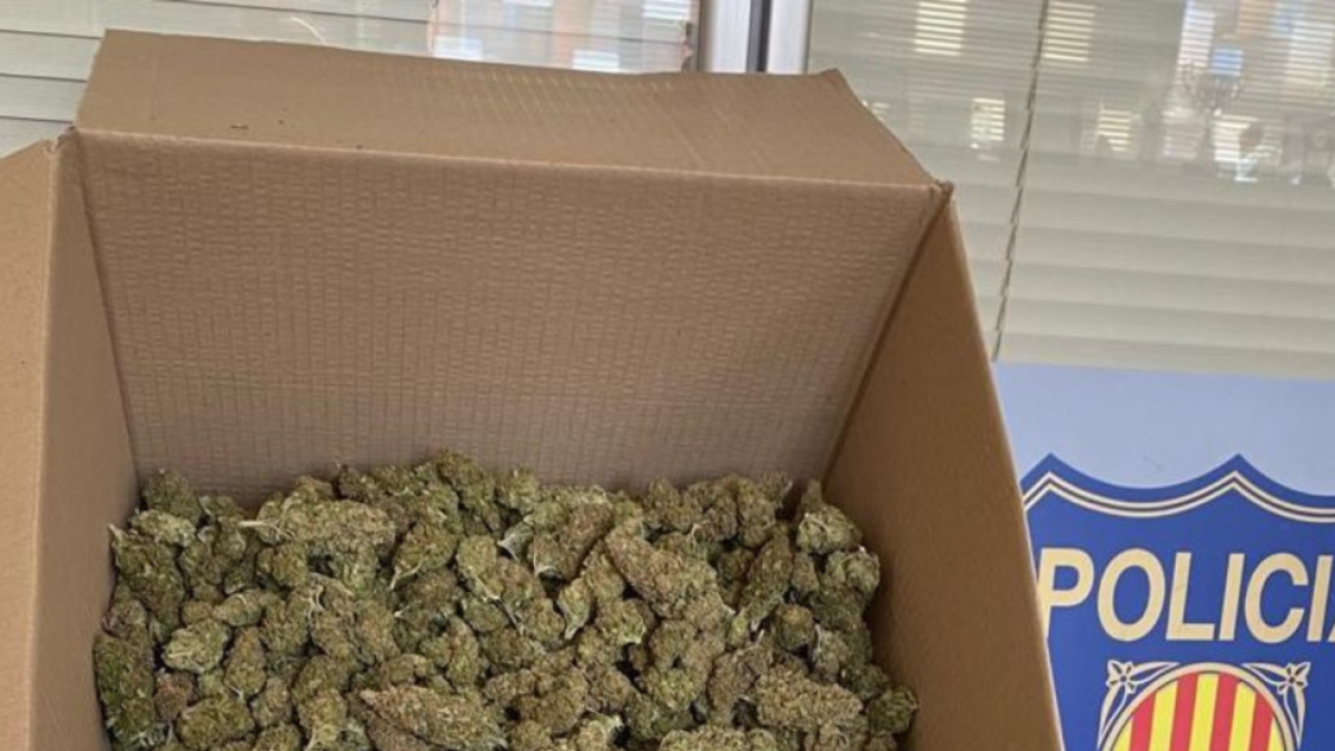 Durant l'operatiu al Vendrell es van intervenir més de 30 quilograms de marihuana llesta per a la venda.