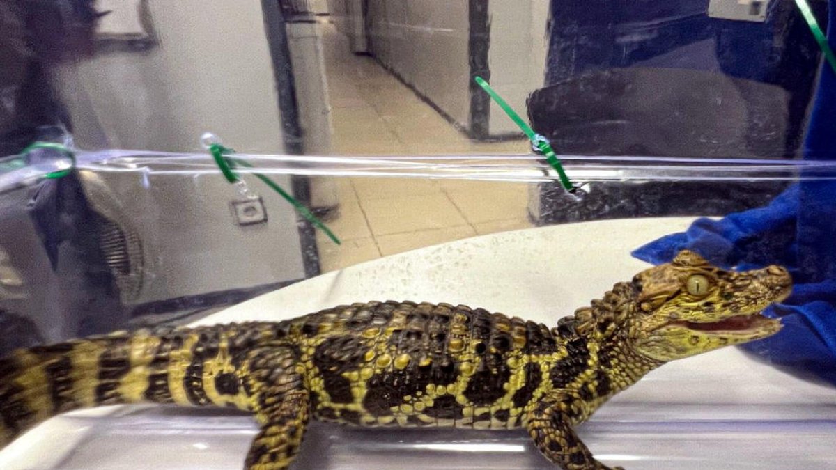 Exemplar de caiman litrosis femella decomissat en una plantació de marihuana de Tordera.