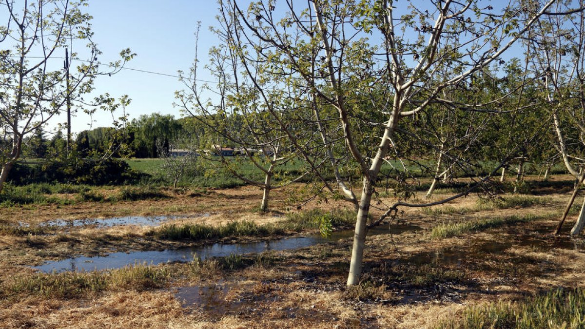 Regadiu del canal d'Urgell