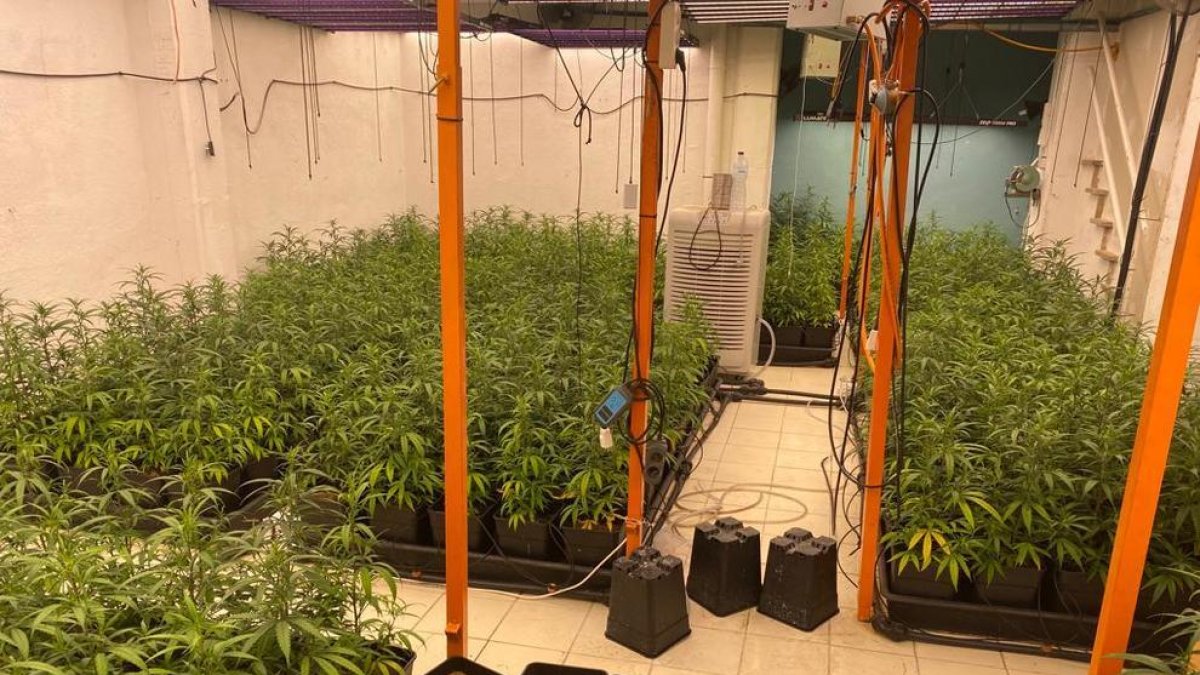 Plantes de marihuana en un dels cultius.