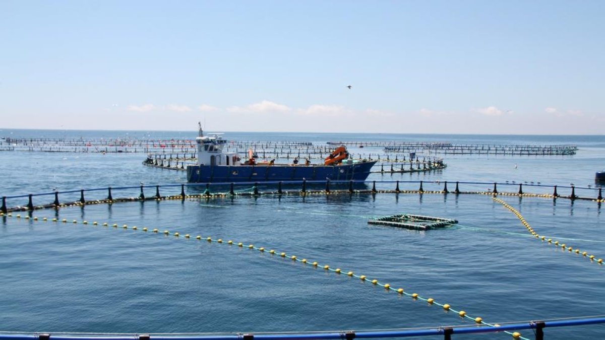 La empresa de l'Ametlla de Mar quiere incrementar un 50% la capacidad de entrada de pescado, hasta las 3.750 toneladas anuales