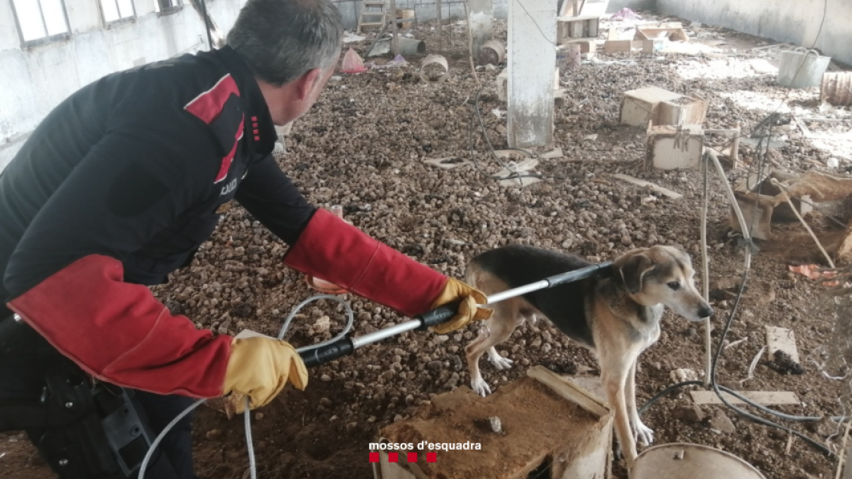 El perro vivía encerrando en un recinto con condiciones insalubres.