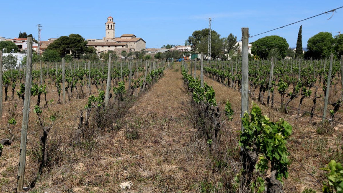 Un viñedo de la Granada con el sol muy seco por la falta de lluvias.