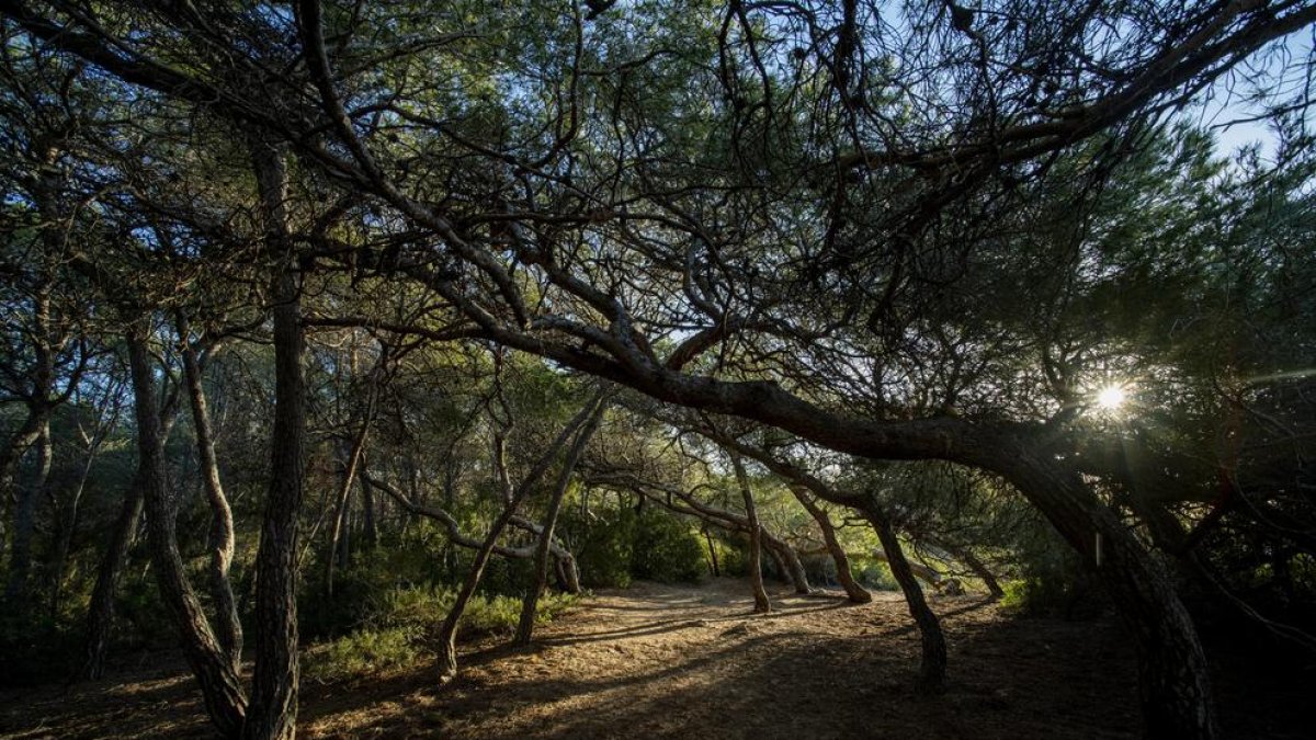 Interior del Bosc de la Marquesa, situat a 8 km del centre de Tarragona.