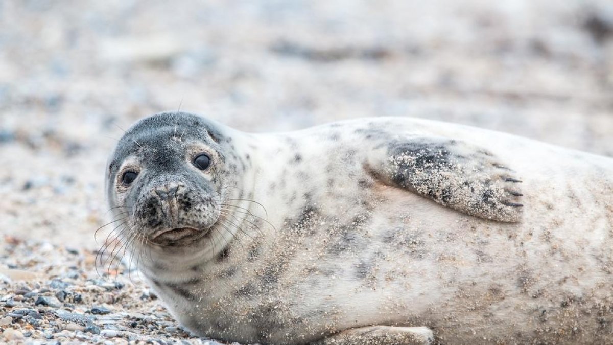 Imatge d'arxiu d'una foca.