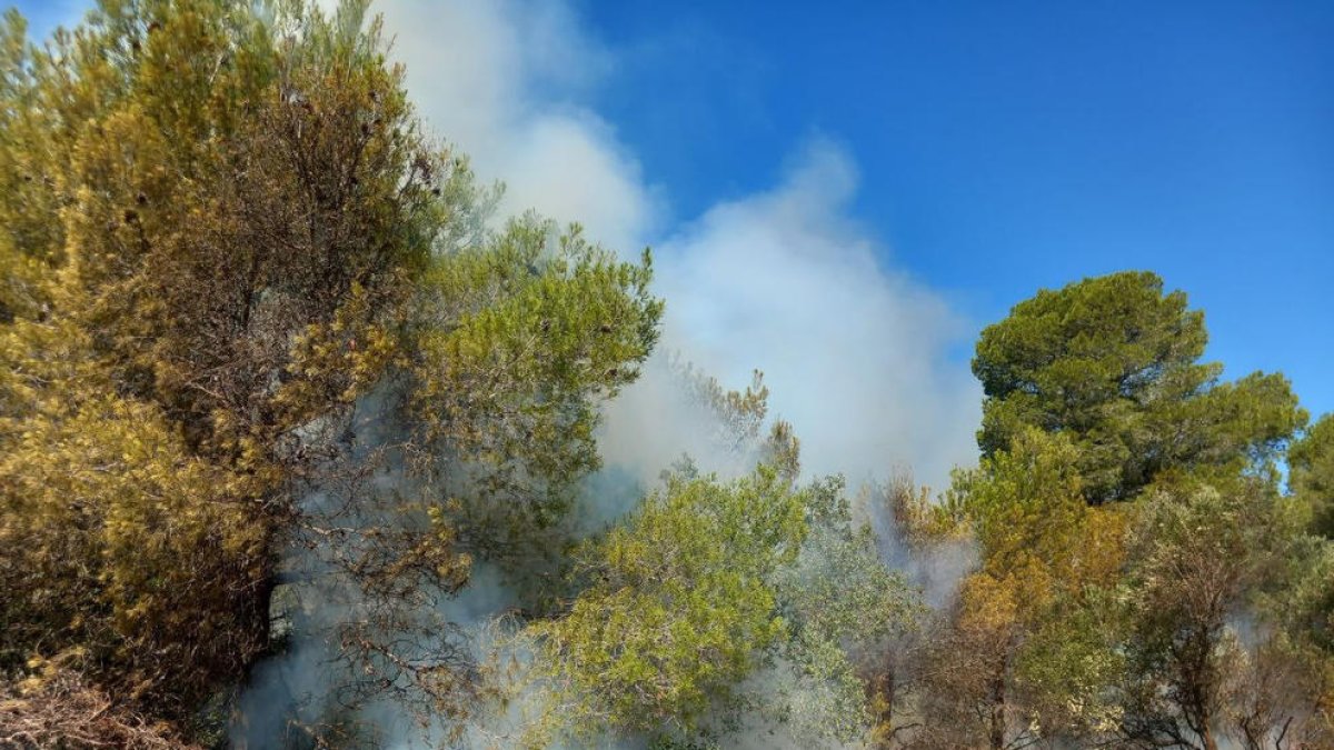 L'incendi s'ha detectat a l'altura de la Vall d'En Pastor.