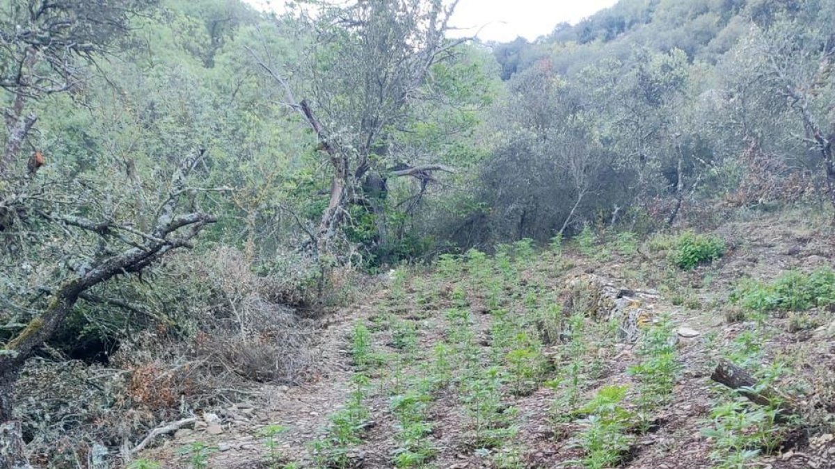 Plantació de marihuana.