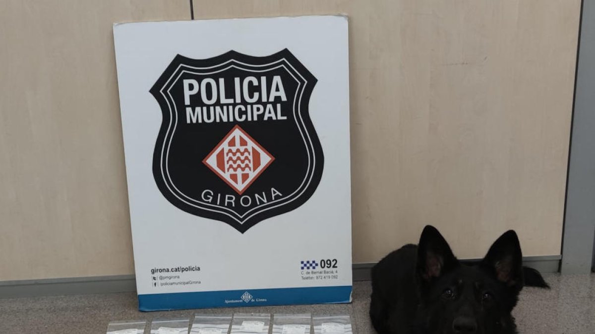 La Greta és la gossa de la unitat canina de la policia Municipal de Girona que va detectar la droga.