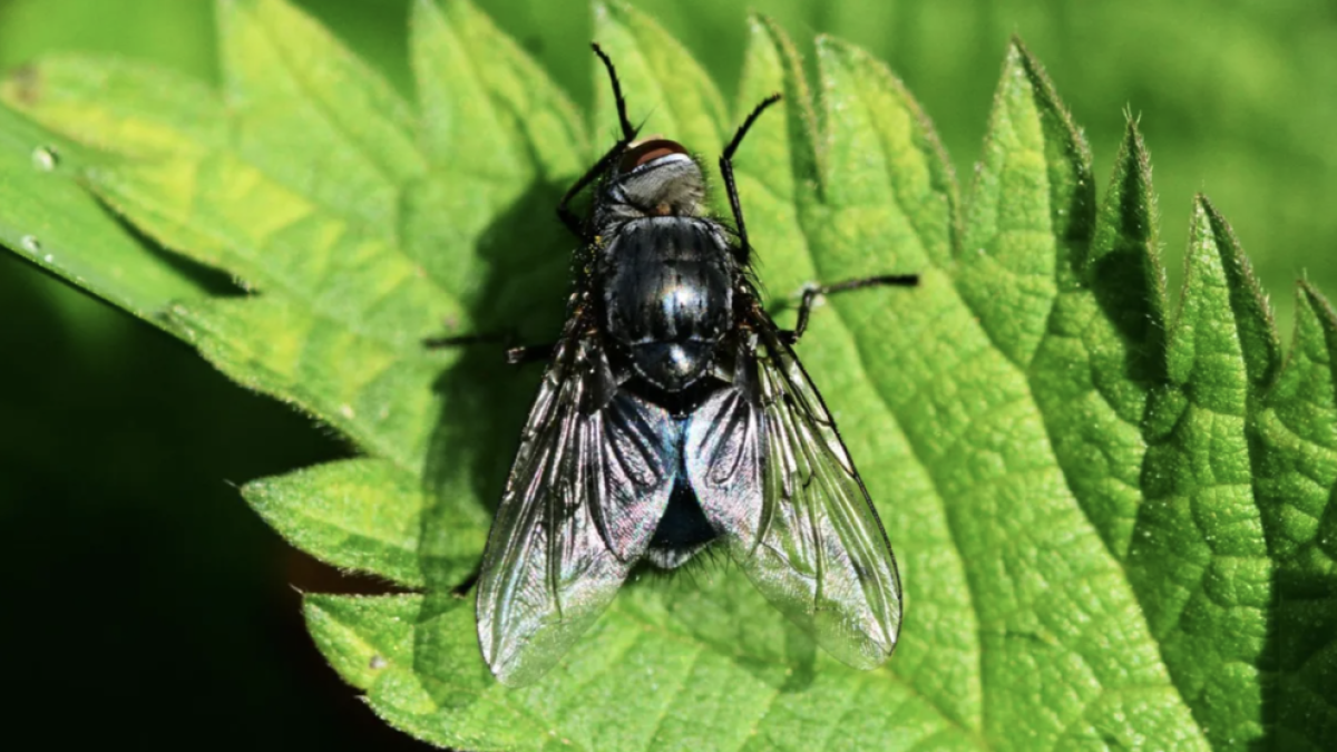 Imatge d'una mosca negra.